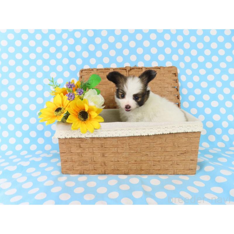 成約済の千葉県のパピヨン-409014の7枚目