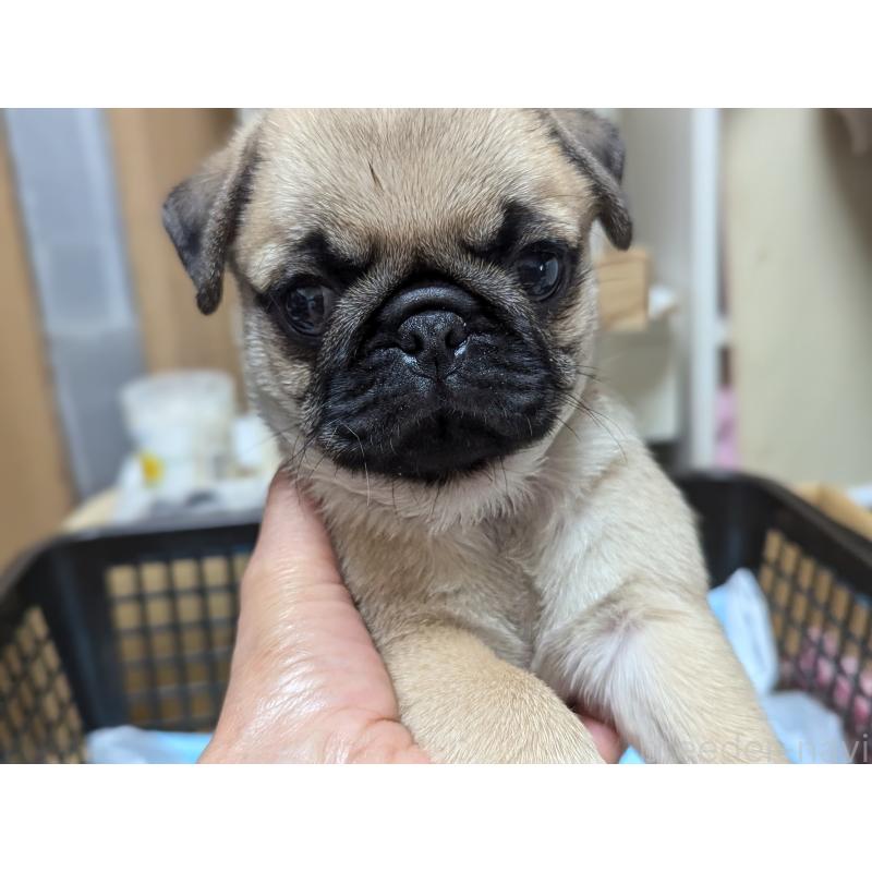 成約済の愛知県のパグ-409029の4枚目