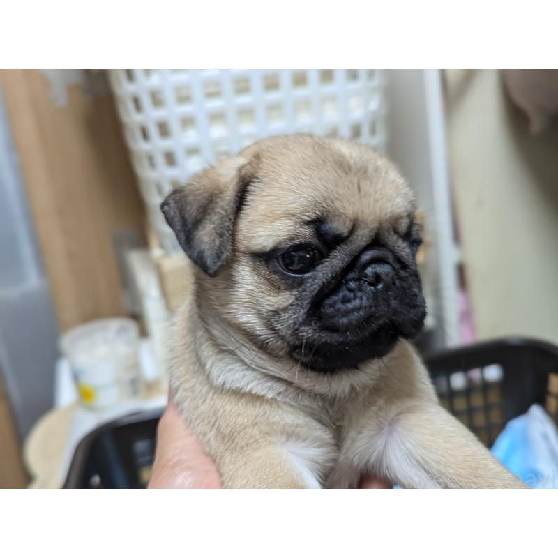 成約済の愛知県のパグ-409029の3枚目