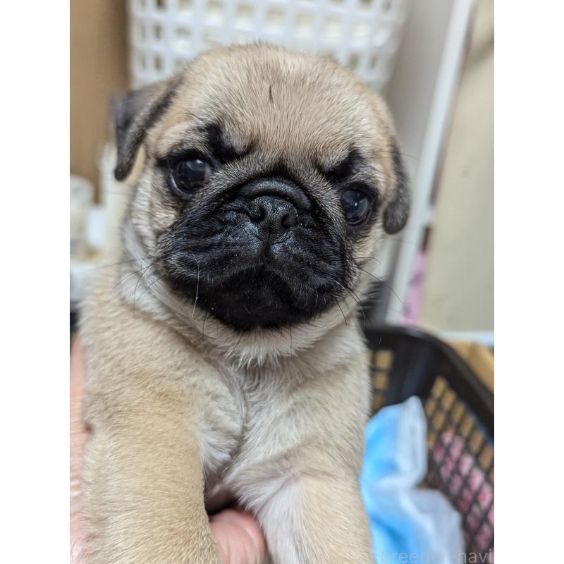 成約済の愛知県のパグ-409029の2枚目