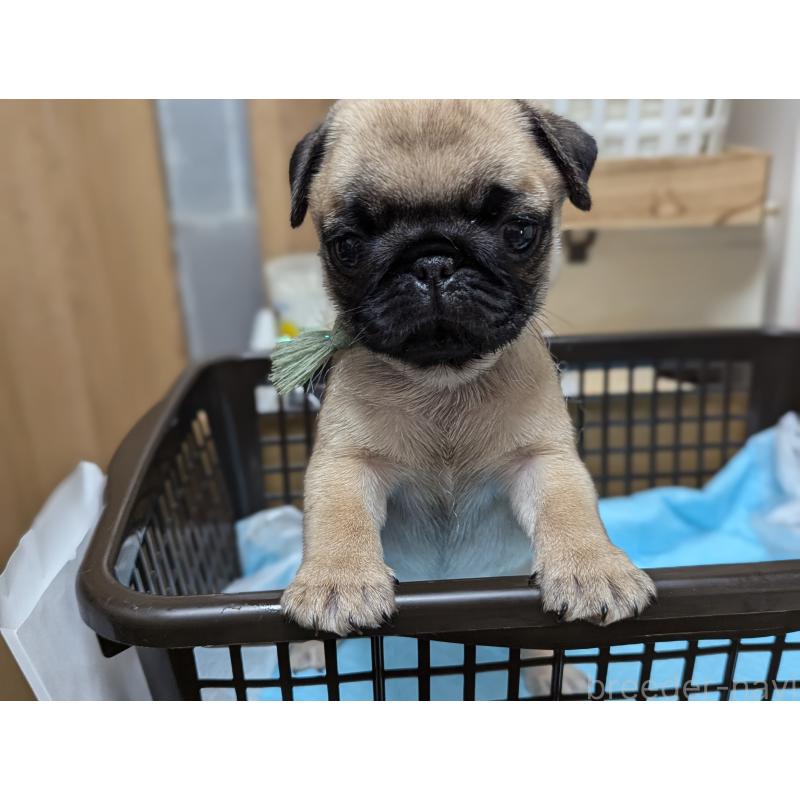 成約済の愛知県のパグ-409027の5枚目