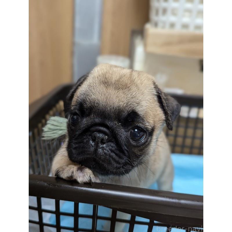 成約済の愛知県のパグ-409027の4枚目