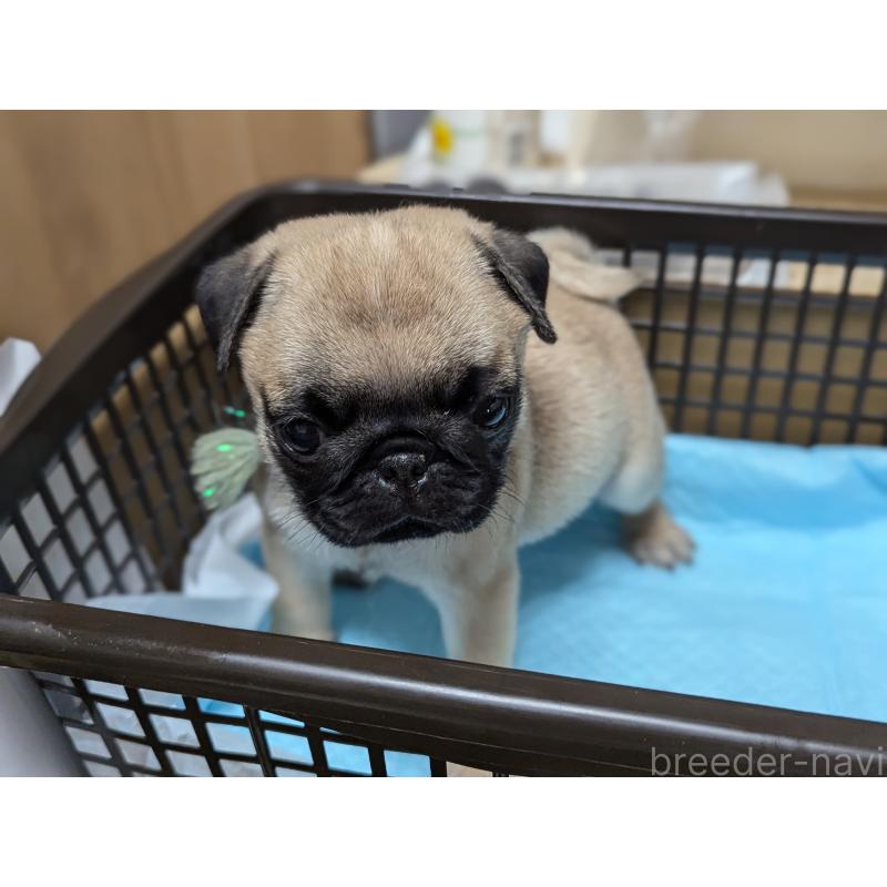 成約済の愛知県のパグ-409027の3枚目