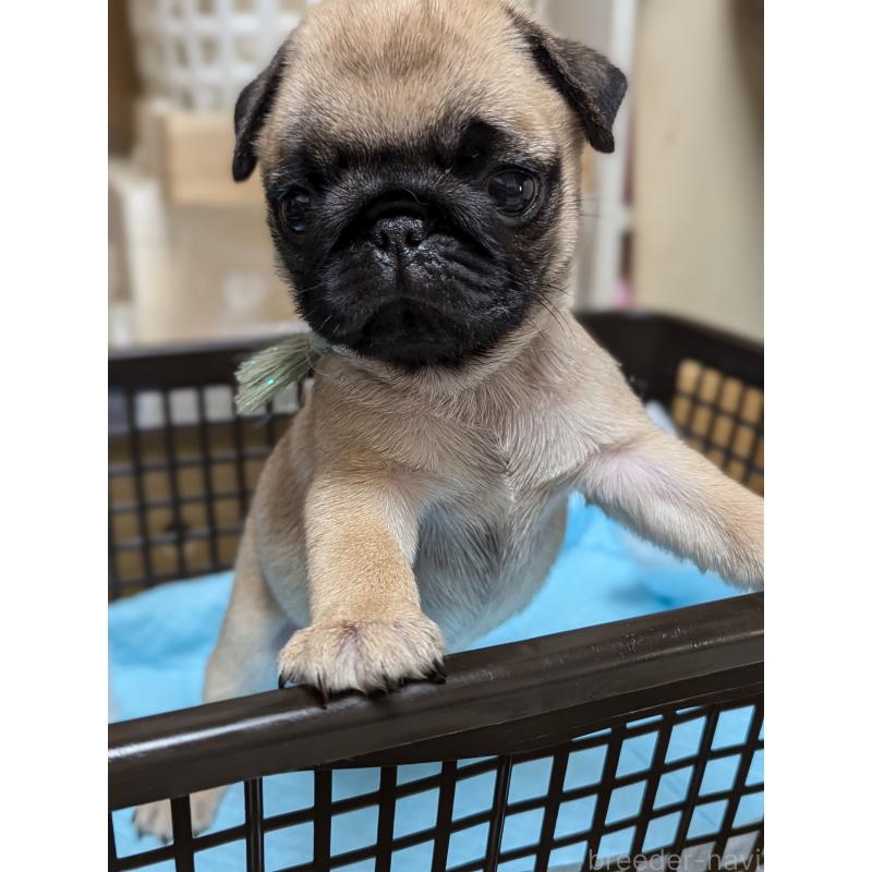 成約済の愛知県のパグ-409027の2枚目