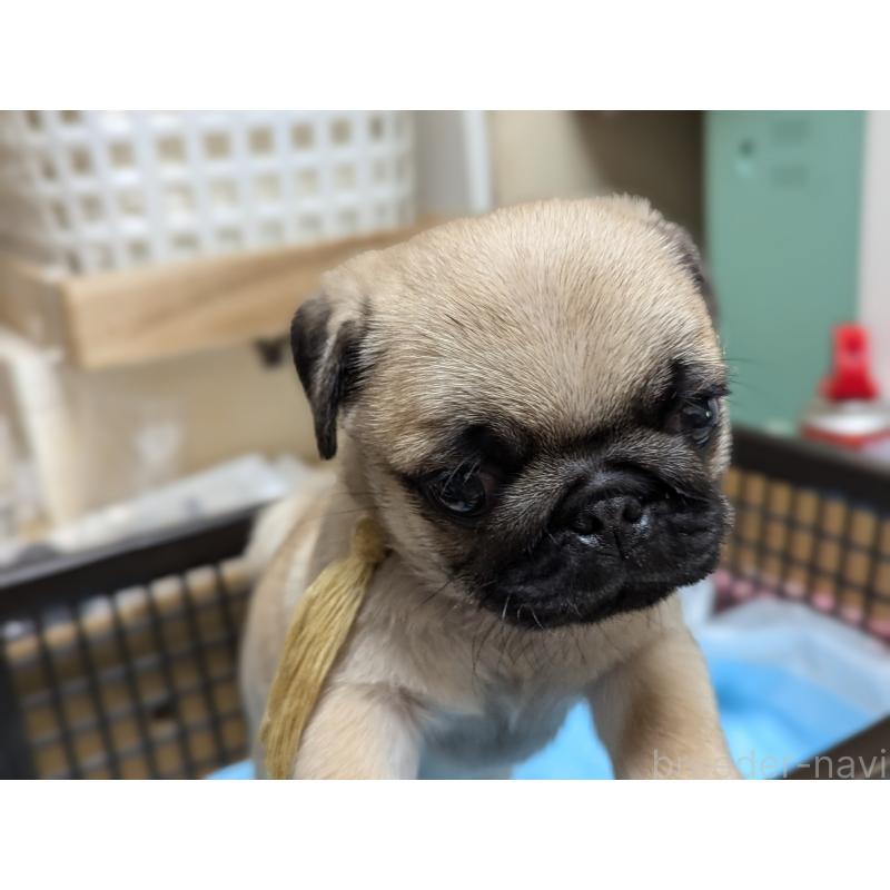 成約済の愛知県のパグ-409026の4枚目