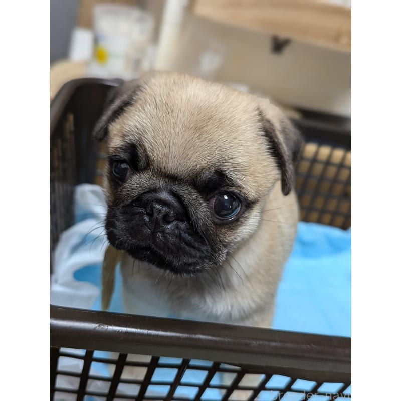 成約済の愛知県のパグ-409026の3枚目