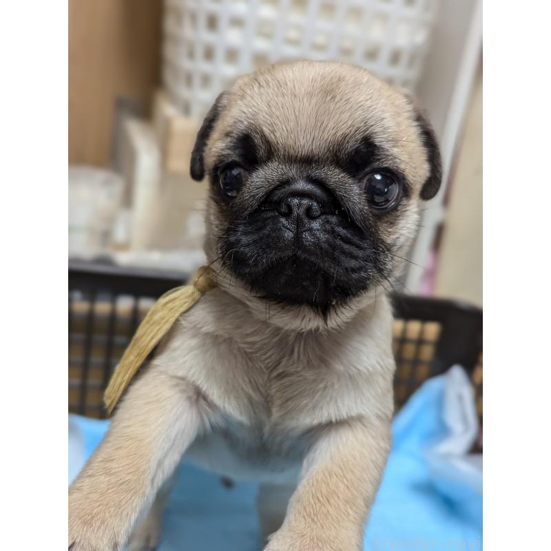 成約済の愛知県のパグ-409026の2枚目