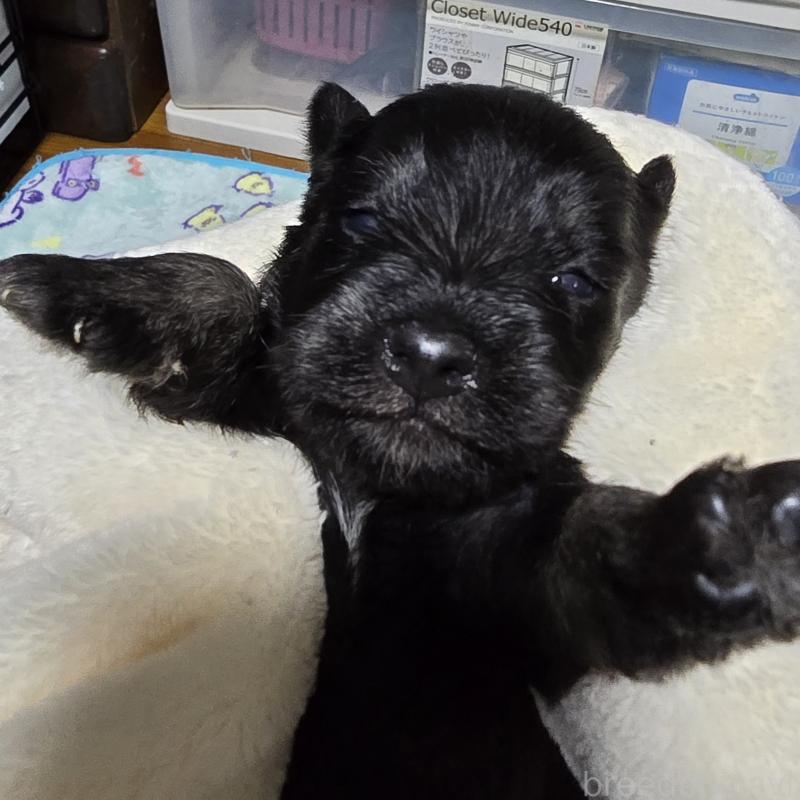 販売中の岡山県のミニチュアシュナウザー-412000の1枚目