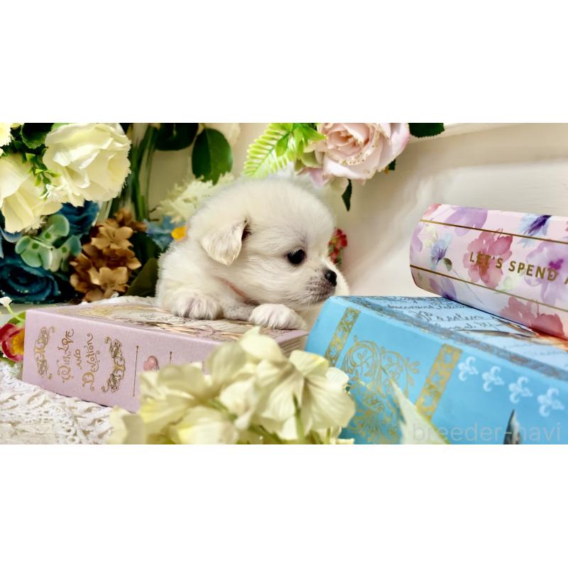 販売中の北海道のミックス犬-408392の6枚目