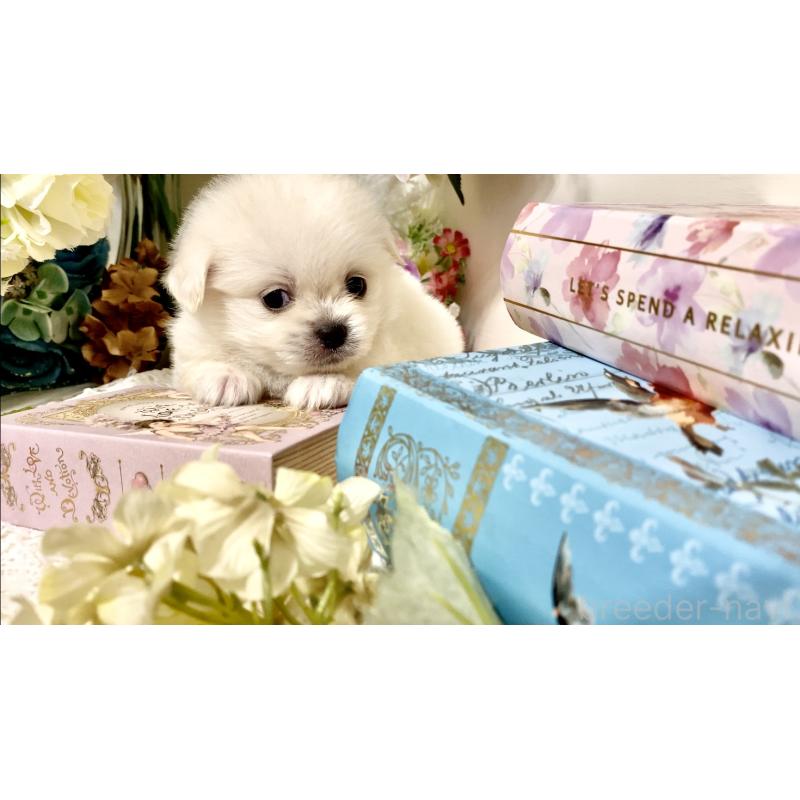 販売中の北海道のミックス犬-408392の5枚目
