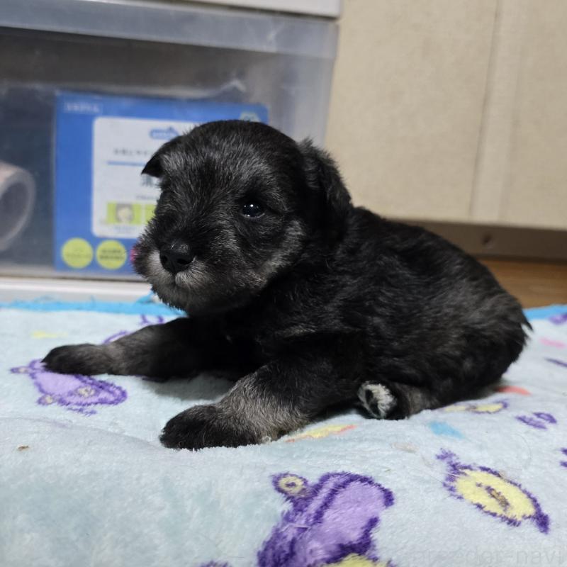 成約済の岡山県のミニチュアシュナウザー-410242の14枚目