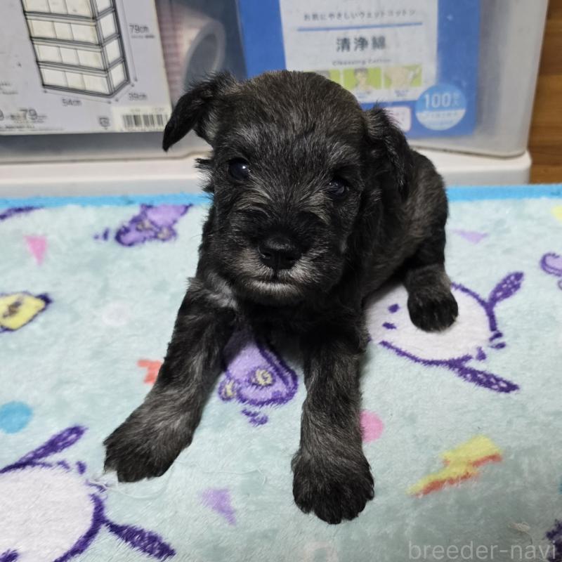 成約済の岡山県のミニチュアシュナウザー-410243の13枚目