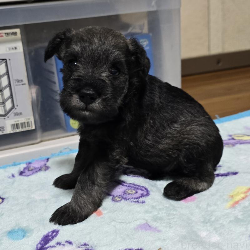 成約済の岡山県のミニチュアシュナウザー-410243の12枚目