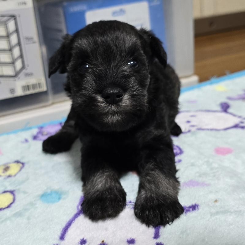 成約済の岡山県のミニチュアシュナウザー-410244の15枚目