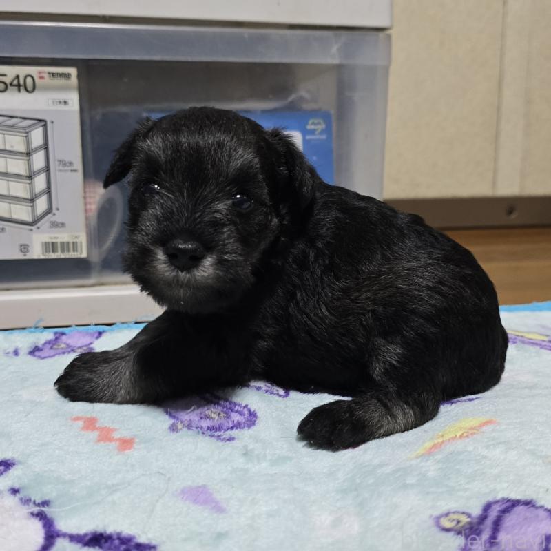 成約済の岡山県のミニチュアシュナウザー-410244の14枚目