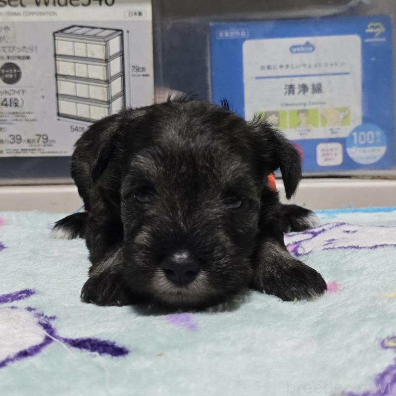 販売中の岡山県のミニチュアシュナウザー-410245の18枚目
