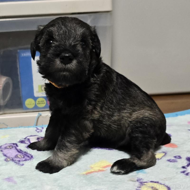 成約済の岡山県のミニチュアシュナウザー-410246の14枚目