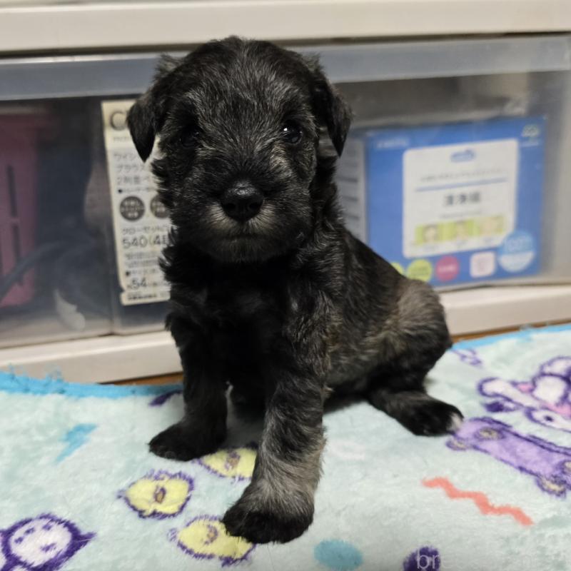 成約済の岡山県のミニチュアシュナウザー-410246の13枚目