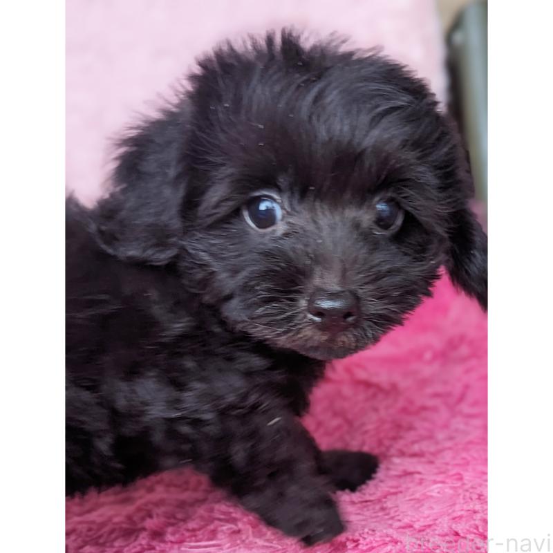 販売中の静岡県のミックス犬-412014の10枚目