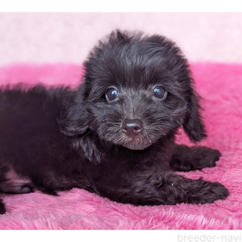 販売中の静岡県のミックス犬-412014の9枚目