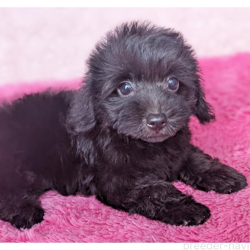 販売中の静岡県のミックス犬-412014の8枚目