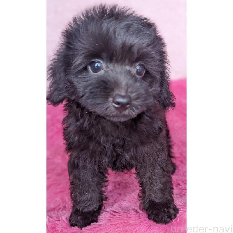 販売中の静岡県のミックス犬-412014の7枚目