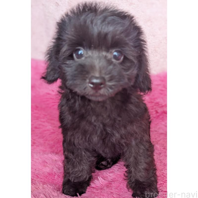 販売中の静岡県のミックス犬-412014の6枚目