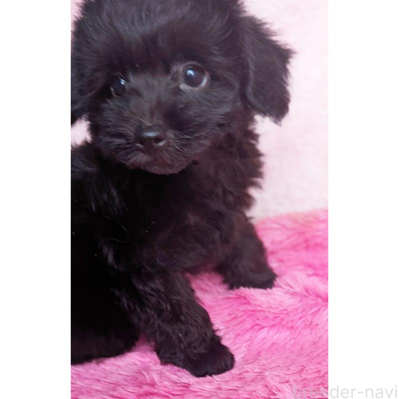 販売中の静岡県のミックス犬-412014の5枚目