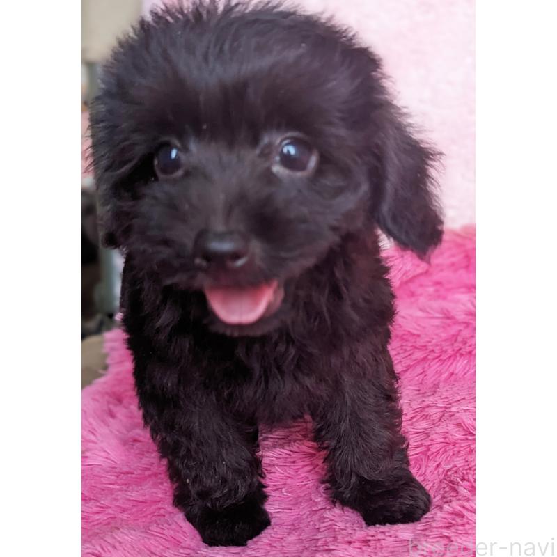 販売中の静岡県のミックス犬-412014の4枚目