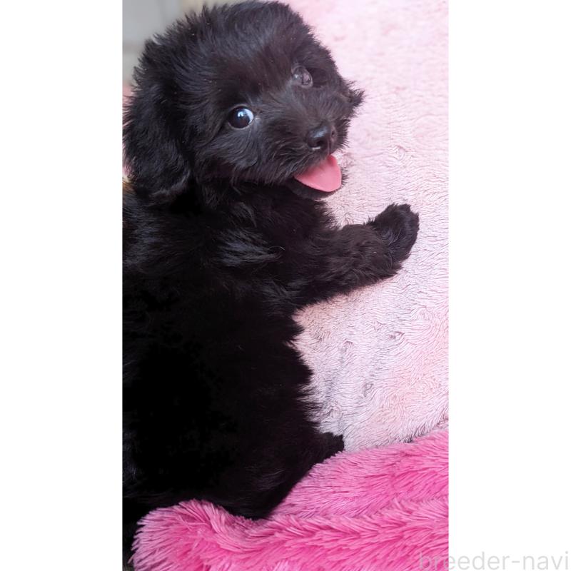 販売中の静岡県のミックス犬-412014の3枚目