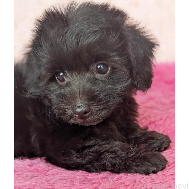 販売中の静岡県のミックス犬-412014の1枚目