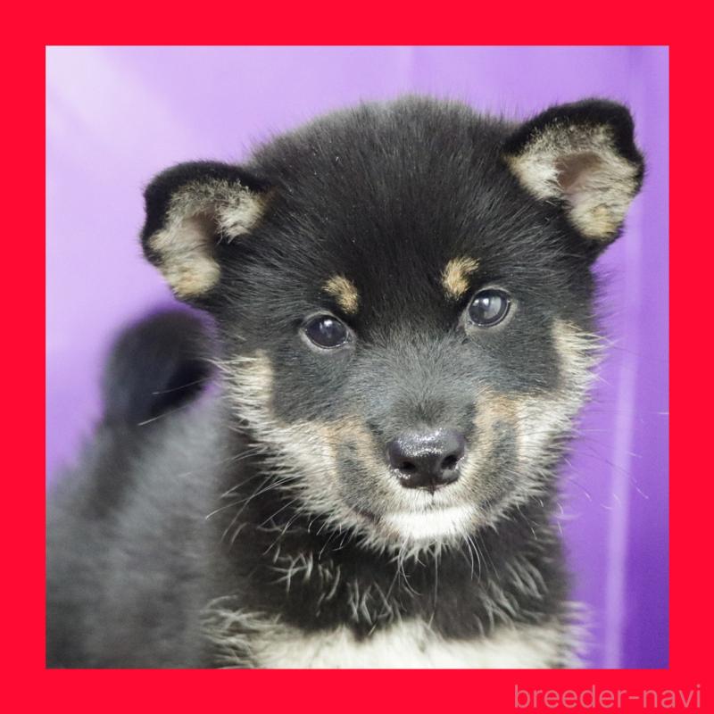 販売中の愛知県の柴犬-402734の1枚目