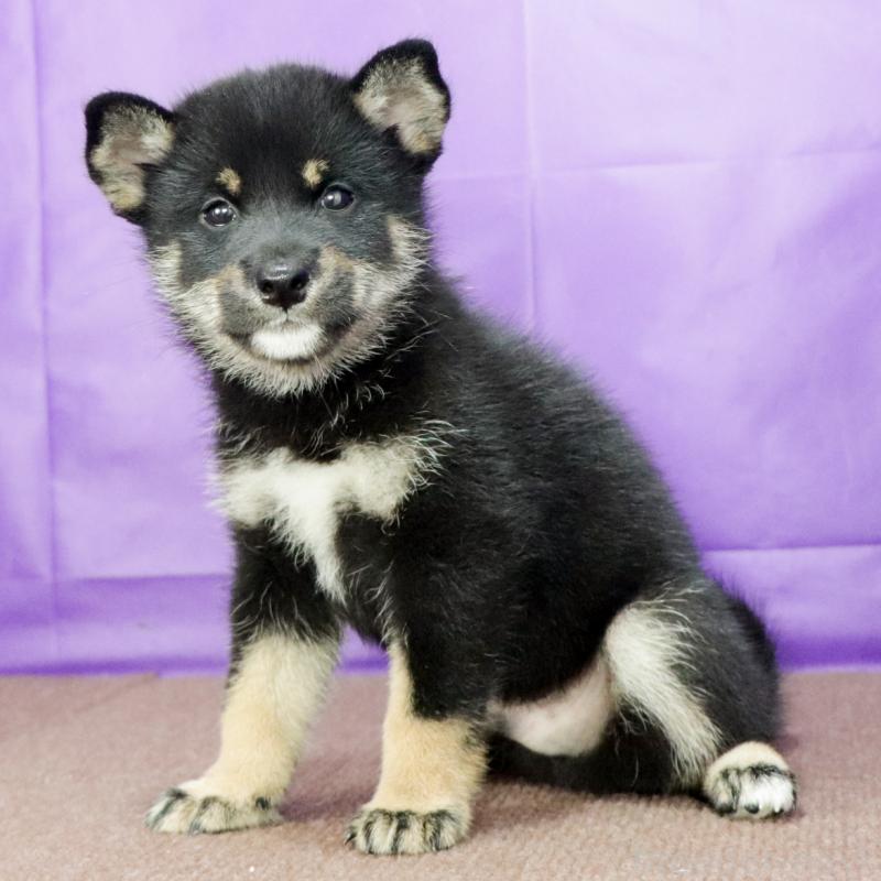 販売中の愛知県の柴犬-402734の3枚目