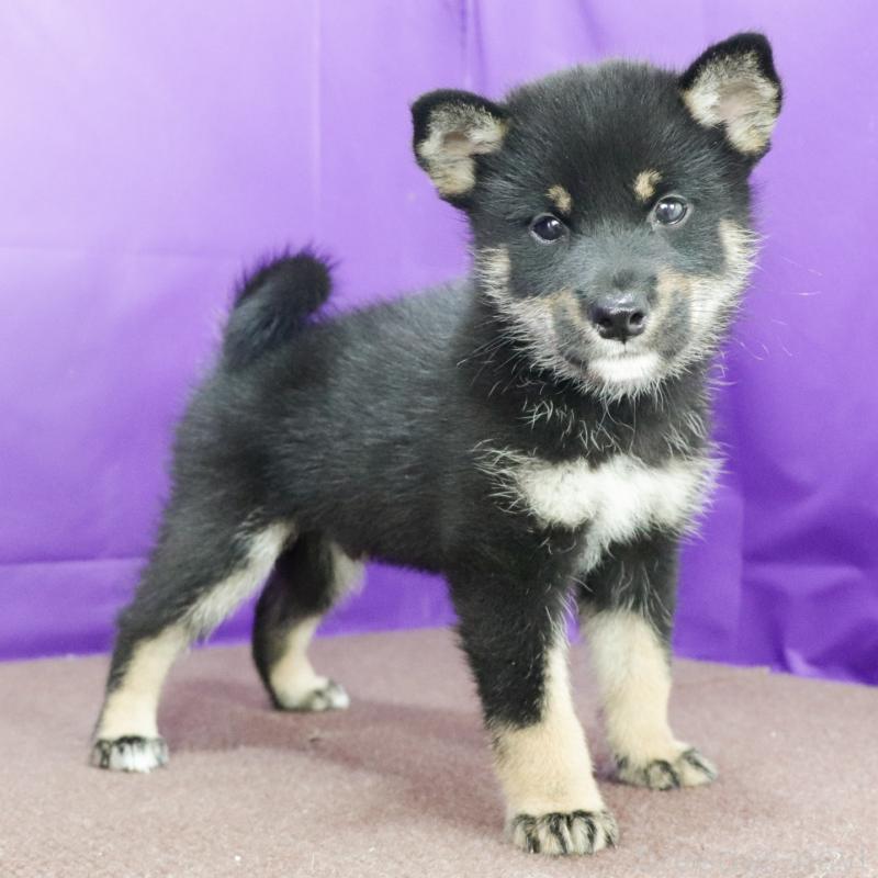 販売中の愛知県の柴犬-402734の2枚目