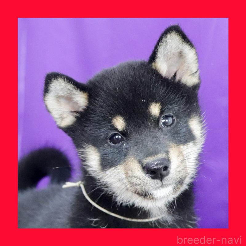 販売中の愛知県の柴犬-412017の1枚目