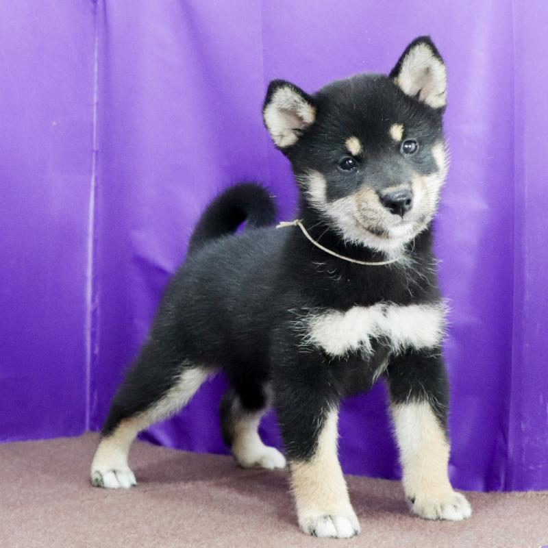 販売中の愛知県の柴犬-412017の3枚目
