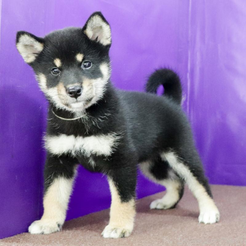 販売中の愛知県の柴犬-412017の2枚目