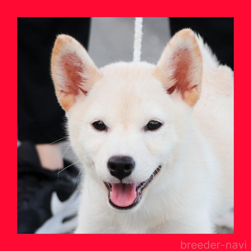 販売中の愛知県の柴犬-405691