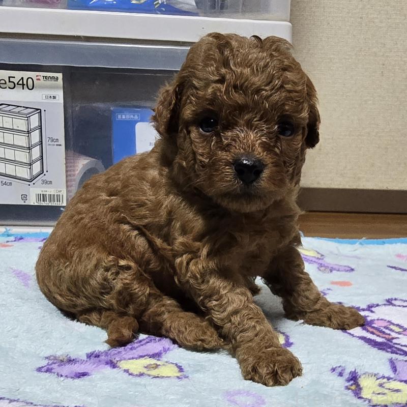販売中の岡山県のトイプードル-408860の13枚目