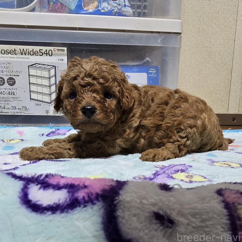 成約済の岡山県のトイプードル-408862の7枚目