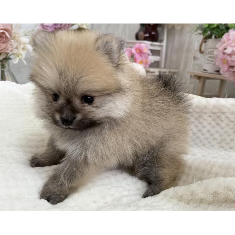 成約済の京都府のポメラニアン-410337の5枚目