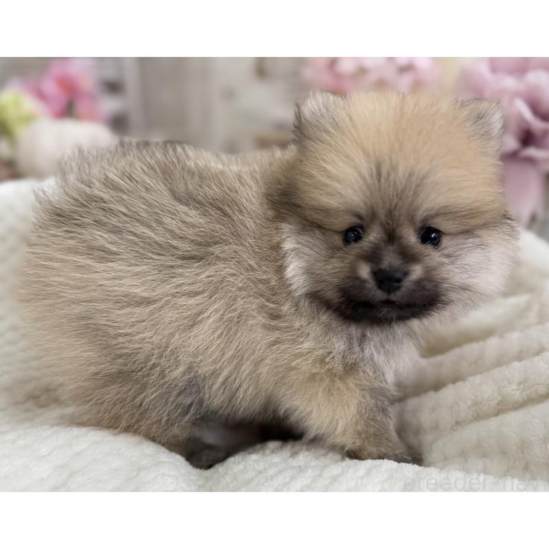 成約済の京都府のポメラニアン-410337の4枚目