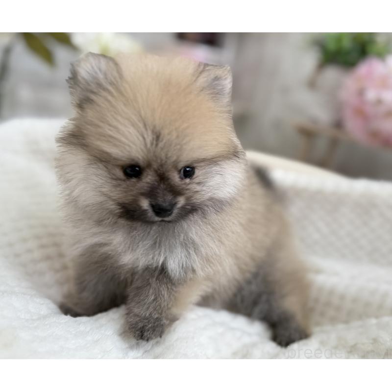 成約済の京都府のポメラニアン-410337の3枚目