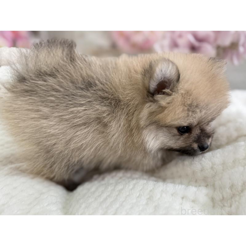 成約済の京都府のポメラニアン-410337の2枚目