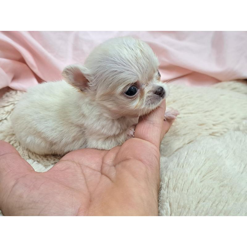 販売中の愛知県のチワワ(ロングコート)-411876の3枚目