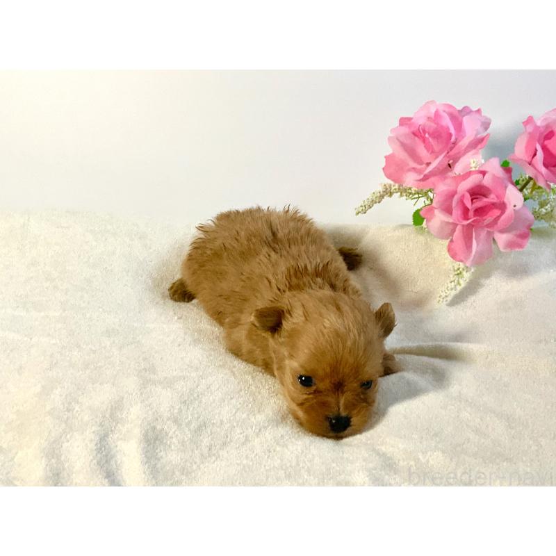 販売中の神奈川県のマルプー:マルチーズ×トイプードル-411913の5枚目