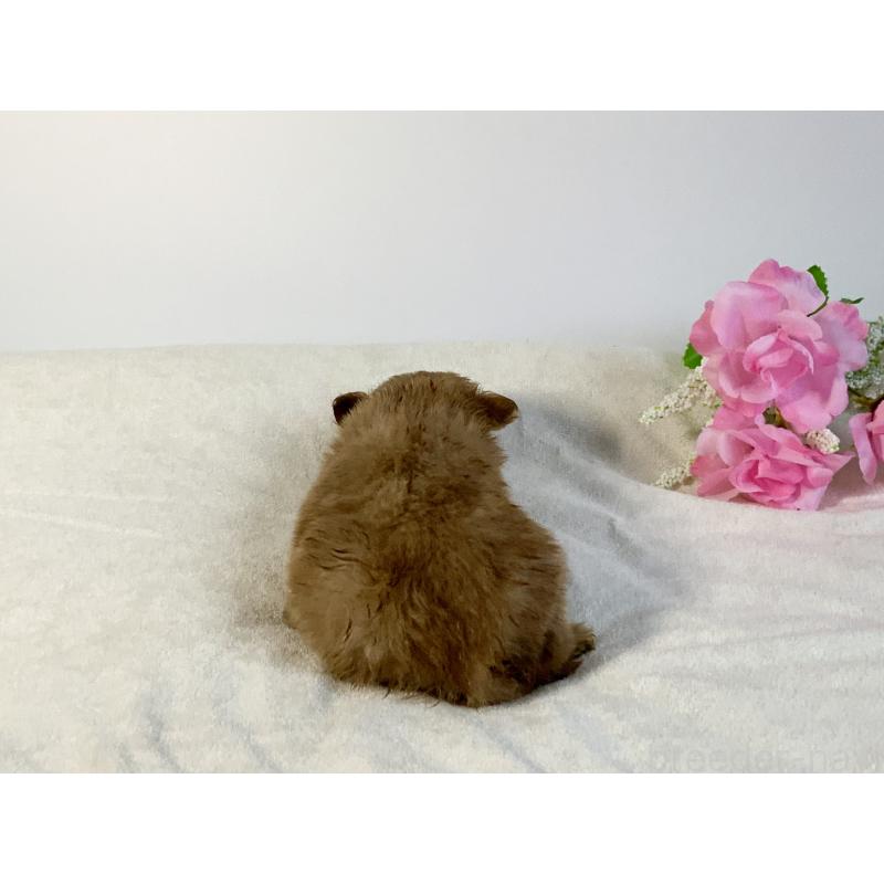 販売中の神奈川県のマルプー:マルチーズ×トイプードル-411913の2枚目