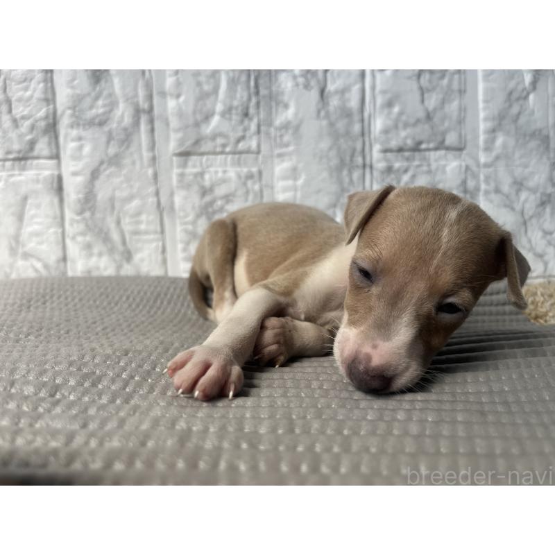 成約済の茨城県のイタリアングレーハウンド(イタグレ)-407062の2枚目