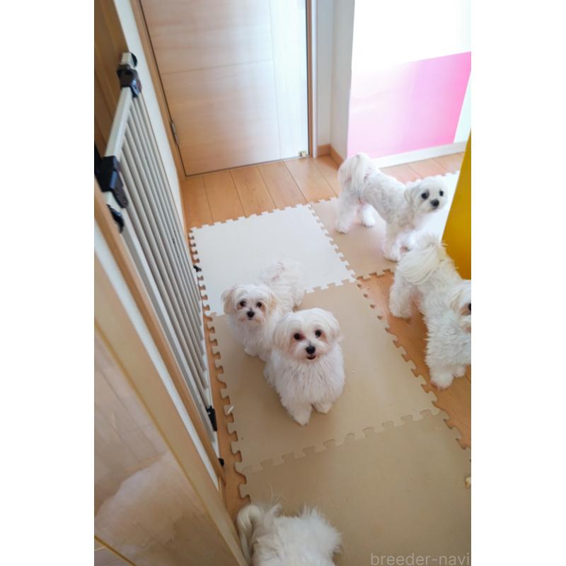 販売中の岐阜県のマルチーズ-397967の2枚目