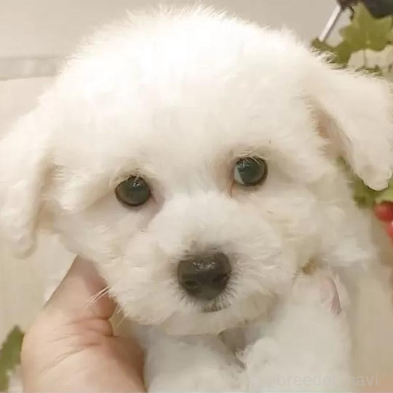 商談中の愛知県のビションフリーゼ-404956の1枚目